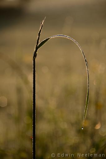 ENE-20140515-0426.jpg - Vareilles, Saône-et-Loire